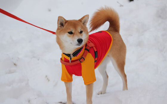 九游sports-《电竞行业“黑马”项目：创新创业新风口》，电竞产业项目